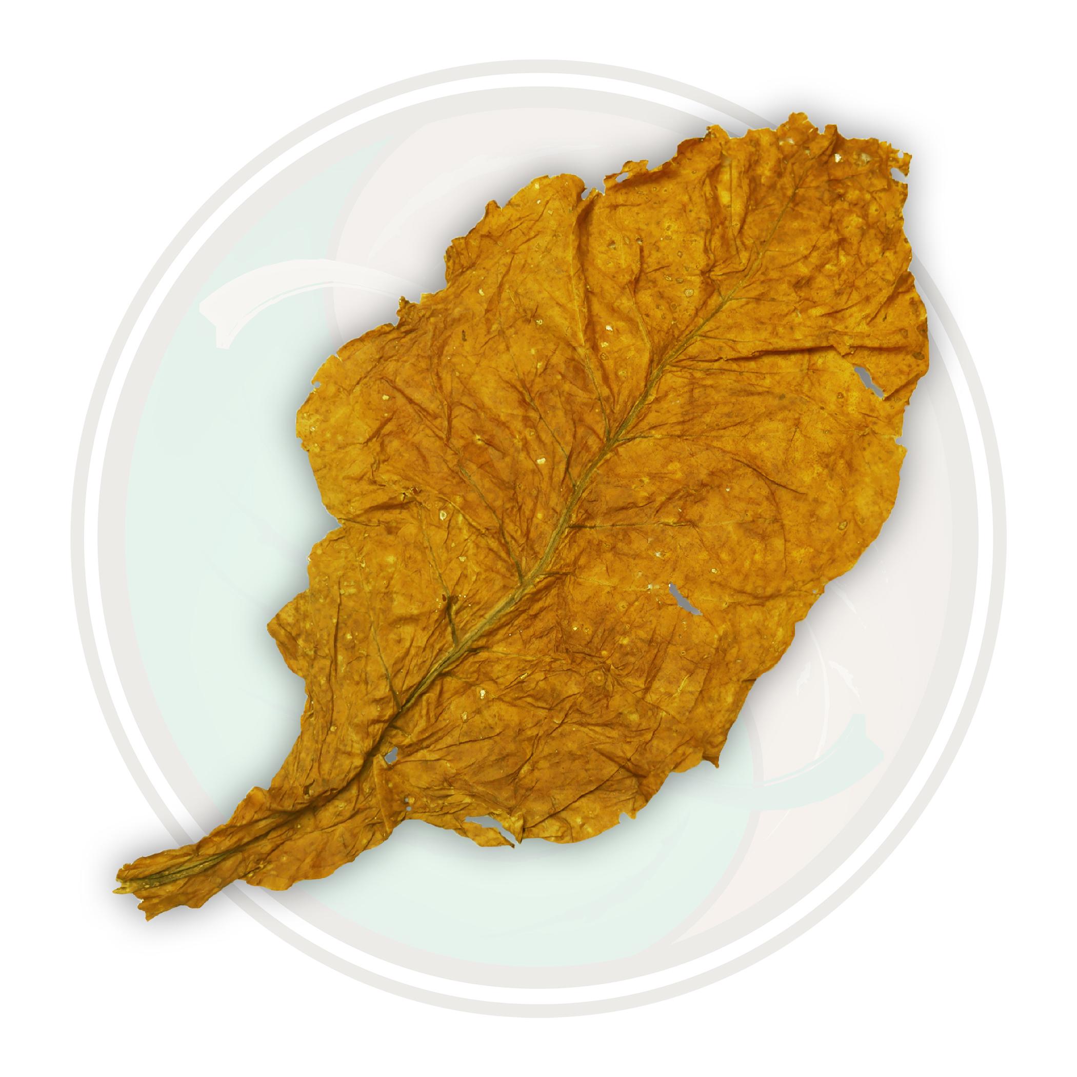 organic-tobacco-leaves-american-virginia-flue-cured-tobacco-leaf